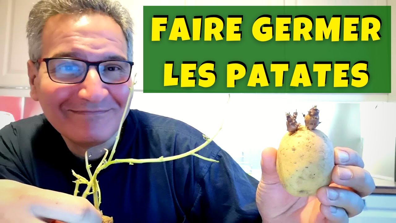 Comment faire germer les pommes de terre (avant de les planter au potager) ?