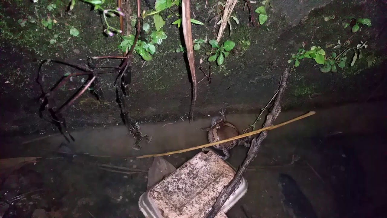 Banded bullfrog&nbsp;(Kaloula pulchra) singing. Malaysia, 2017