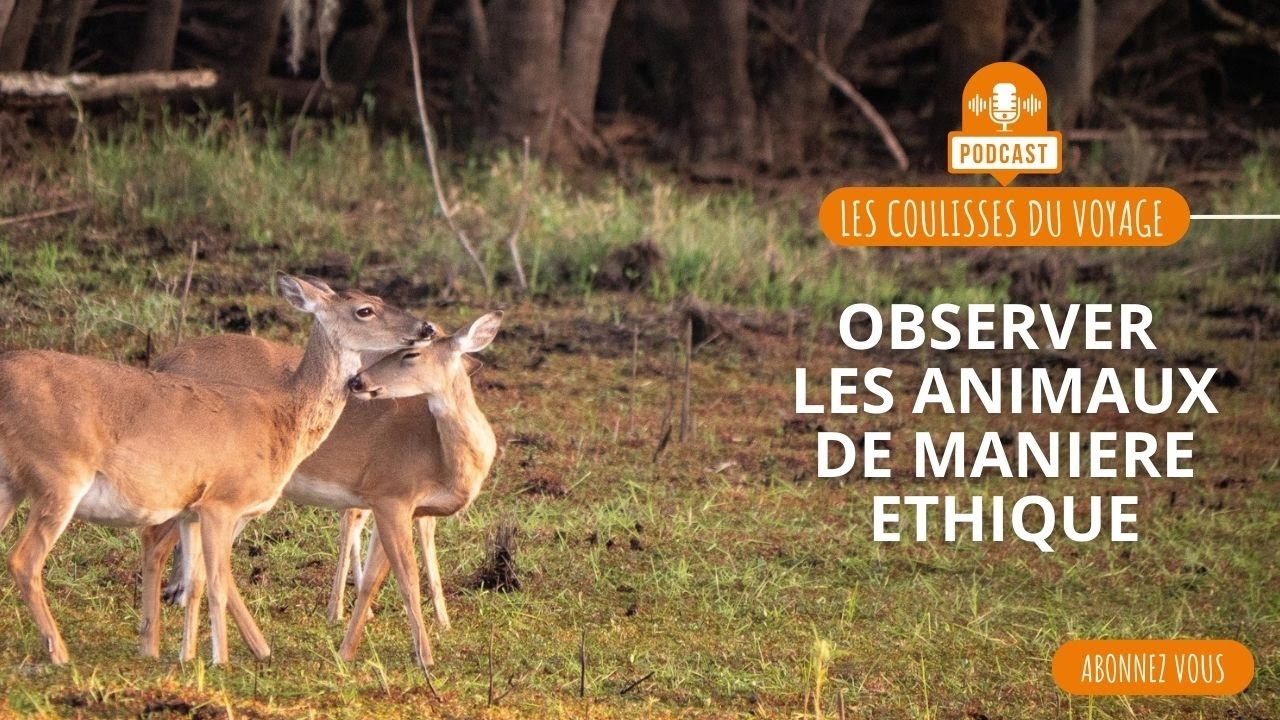 Comment observer les animaux de mani&egrave;re &eacute;thique ?