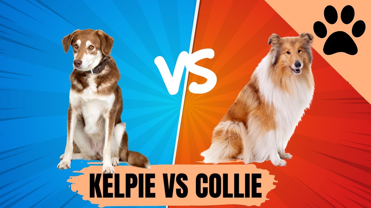 Australian kelpie vs Border collie - which one is best?