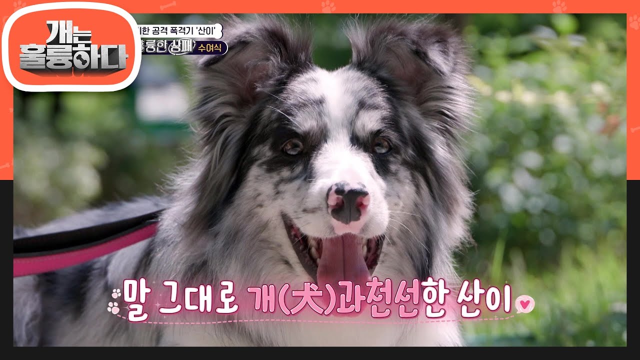 강렬했던 산이와의 첫 만남! 무자비한 공격 폭격기에서 주책바가지(?)가 된 산이?!🤣 [개는 훌륭하다/Dogs Are Incredible] | KBS 240617 방송