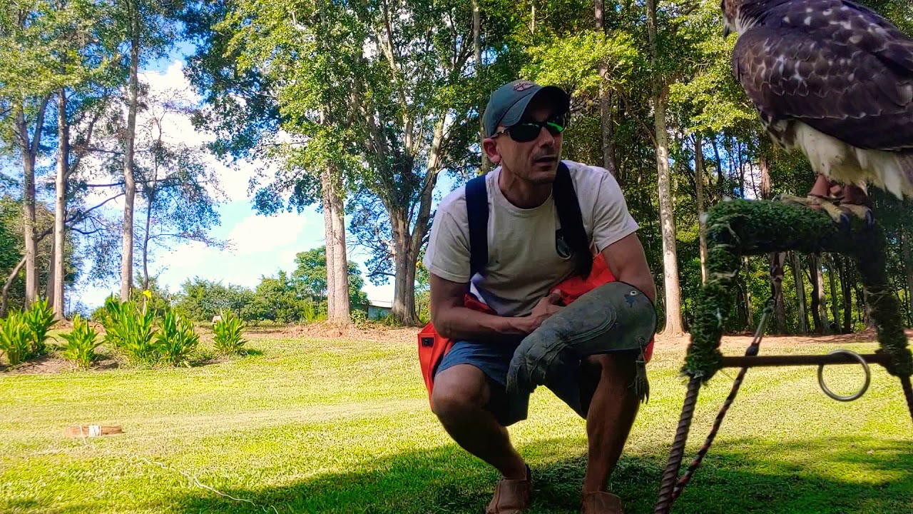 Creance Training-The Lure-Falconry
