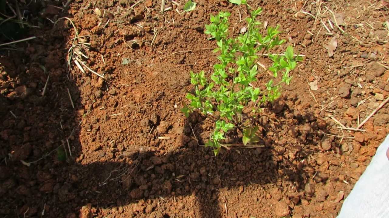 The Basics to Planting Blueberries: Acidify the Soil with Peat Moss - The Rusted Garden 2013