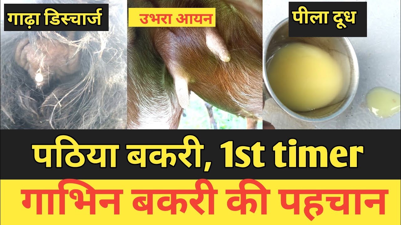 Pahli Bar Gabhin Bakri Ki Pahchan|100% Ap Bhi Pahchan Lenge|Pregnant Goat Symptoms |