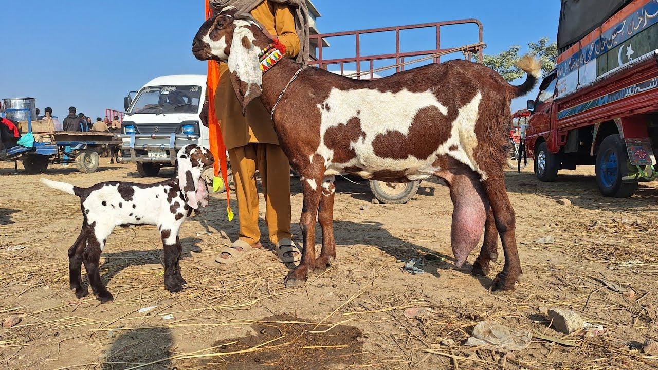 18January2026 Sunday Special Bakra Mandi Top Class Beetal Goats And Beetal Breeder
