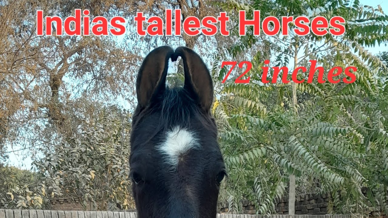 Badal stud farm teh India de sab toh sohne te height wale ghode dekho #shonkimann #9915251645#lali
