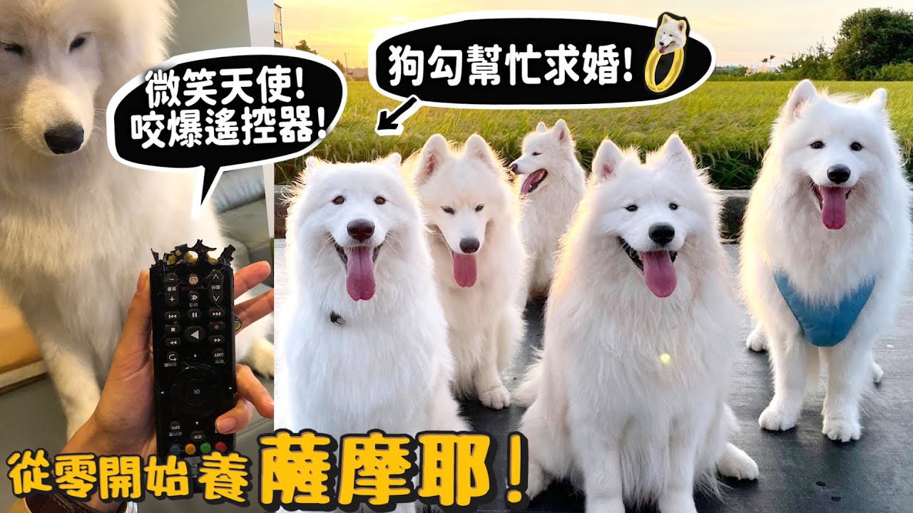 【從零開始養】薩摩耶!微笑天使卻咬爆遙控器、内衣小偷?是求婚鑽戒!幫忙求婚!颱風天依然要遛狗?【許伯簡芝】