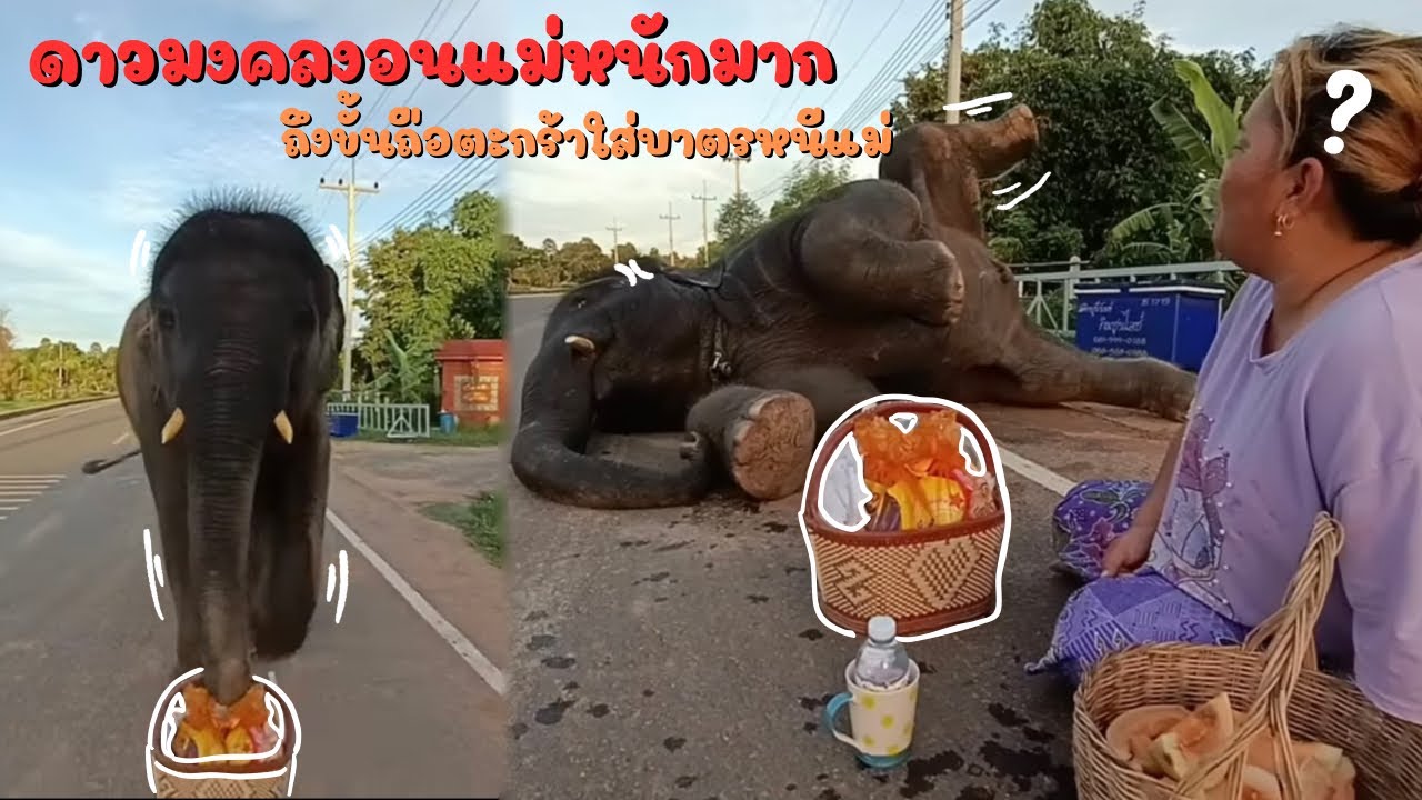 ดาวมงคล. เก็บอาการไม่อยู่..รีบใส่บาตร.งอนหนักกว่าเดิม..