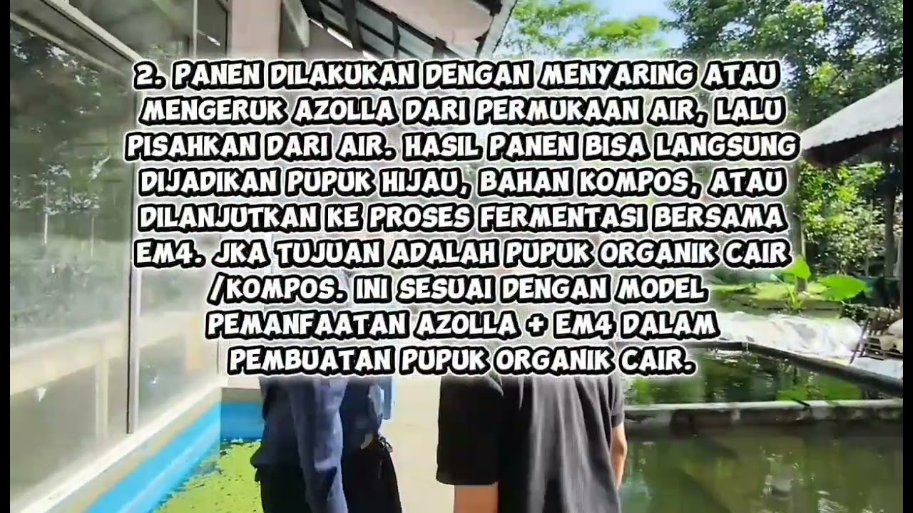 TUGAS PJBL TEKNIK BUDIDAYA PAKAN ALAMI IKAN BUDIDAYA AZOLLA MENGGUNAKAN MEDIA PERTUMBUHAN PUPUK EM4 