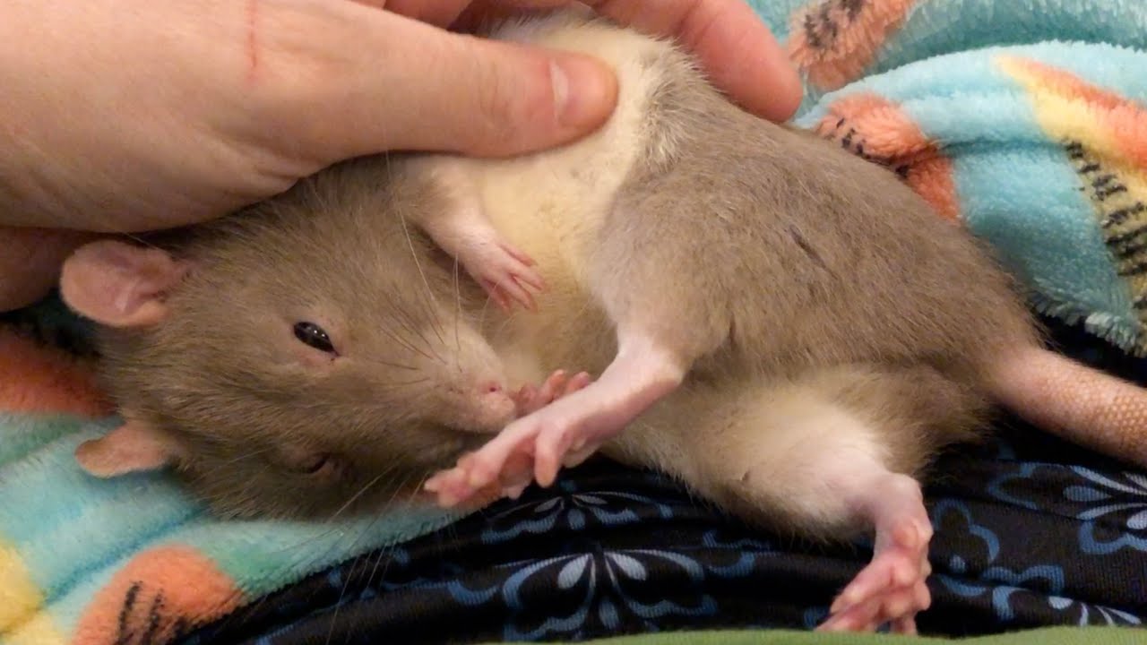 Adorable Sleepy Bean the Rat 😍