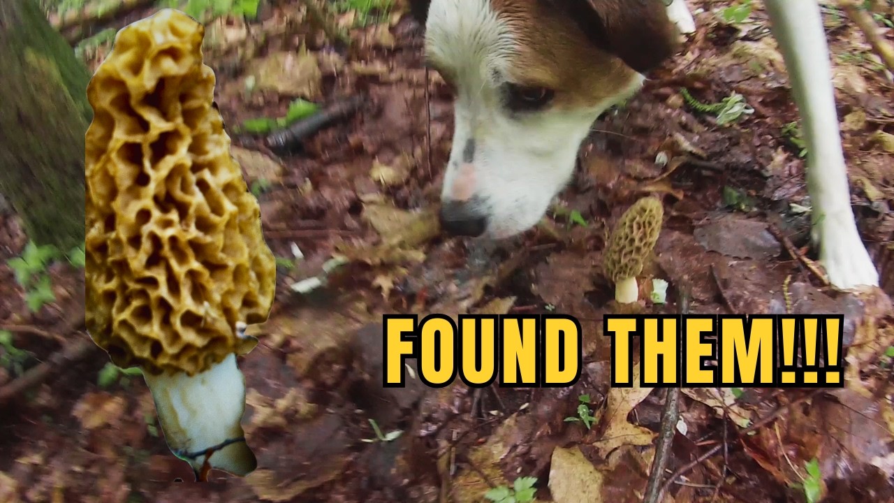 Mushroom Foraging | Morel Mushrooms | Stuffed Bacon Wrapped Morel Mushrooms