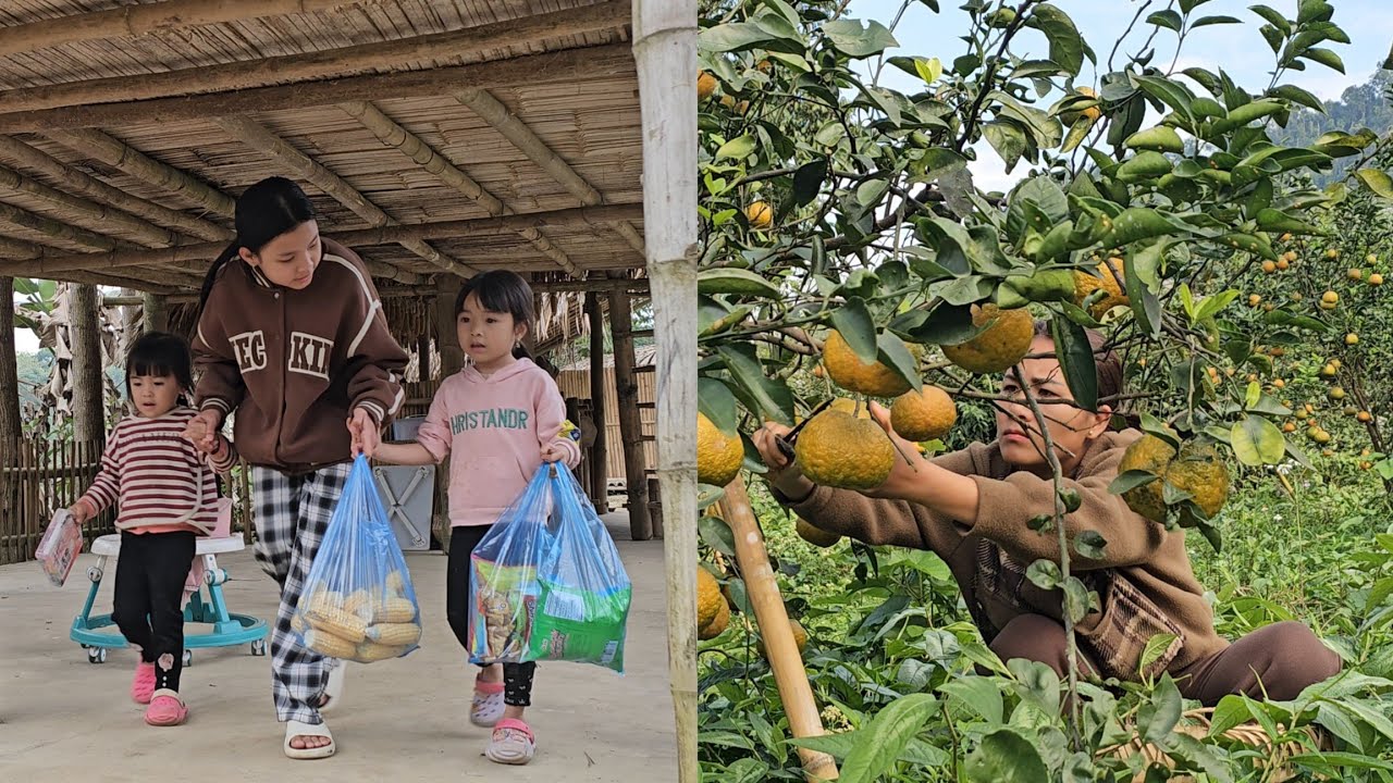 Growing Winter-Spring Corn and Harvesting Oranges for Sale/Daily Life - Le Thi Hon