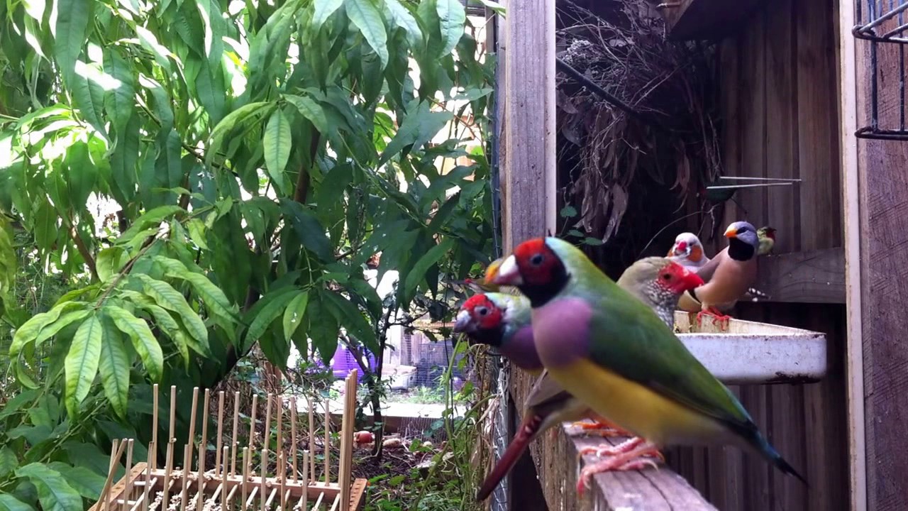 Feeding soft food for finches