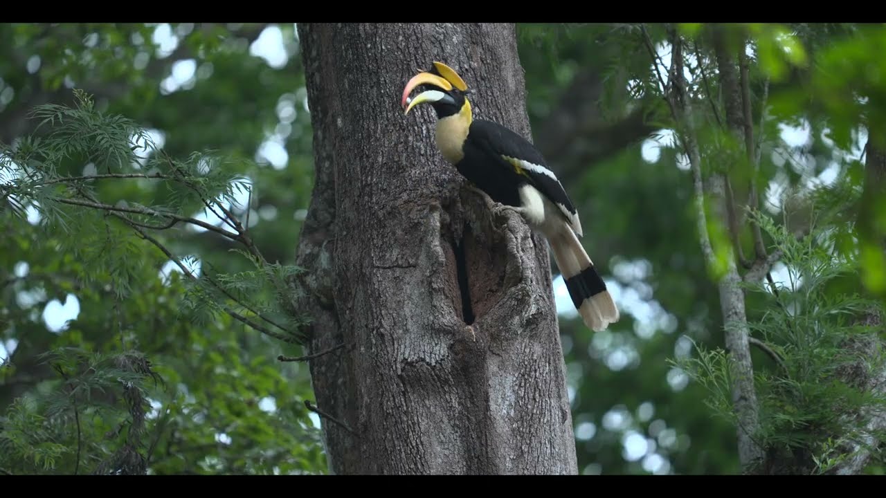 Hronbill | Feeding behaviour | 4K | Valparai