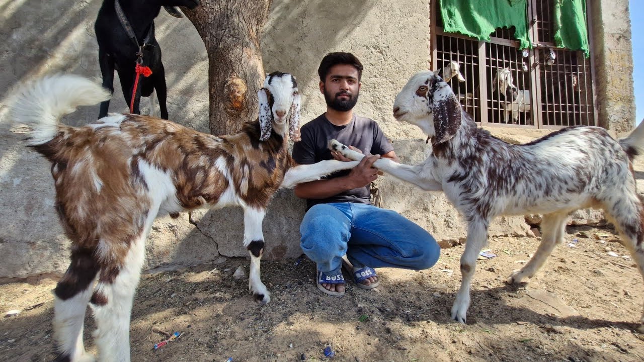 GUJRI GOAT TOP QUALITY KIDS IZRAN JAIPUR GOATS #bakramandi #beautifullgoats