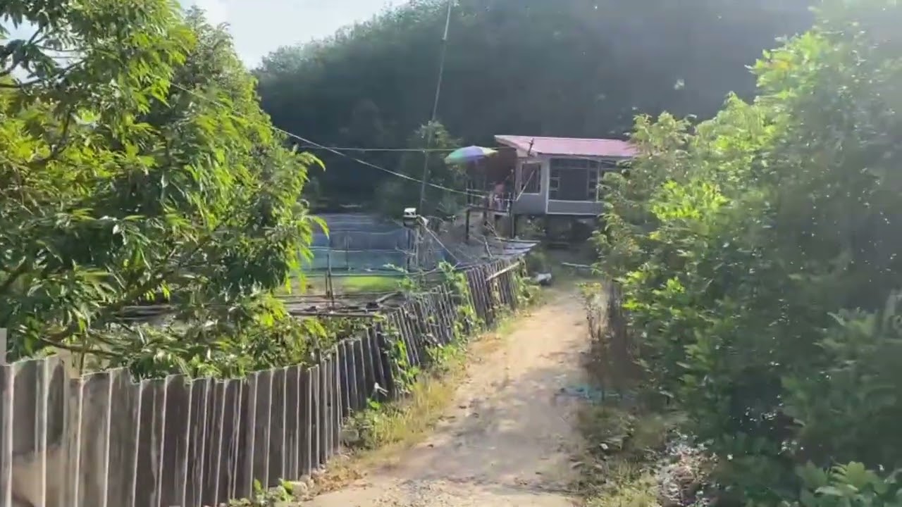 สวนเงาะคุณมานิต