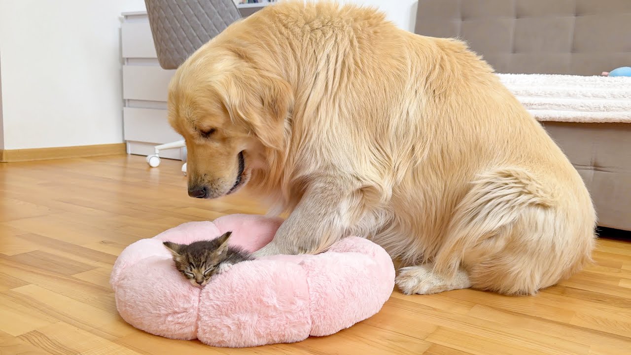 What Does a Golden Retriever do When He Finds a Sleeping Tiny Kitten [CUTEST VIDEO EVER]
