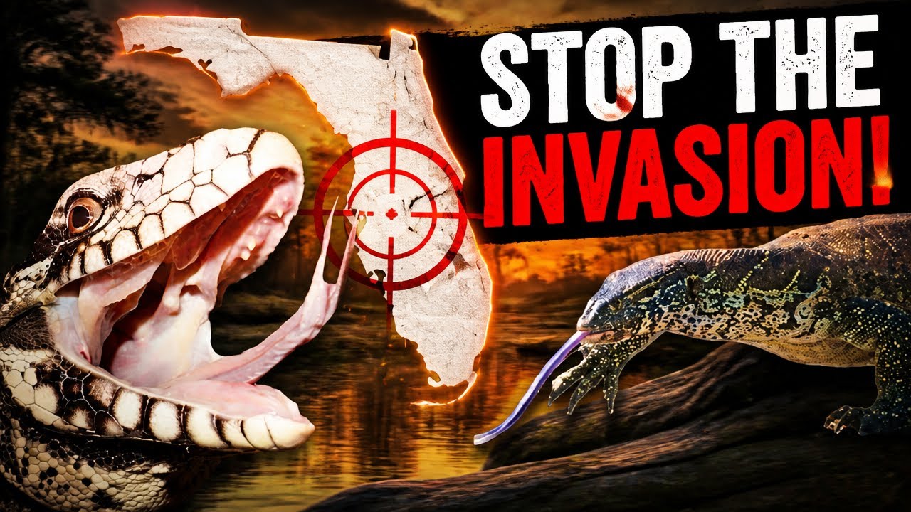 How To Fix Florida’s Invasive Dragon Crisis!