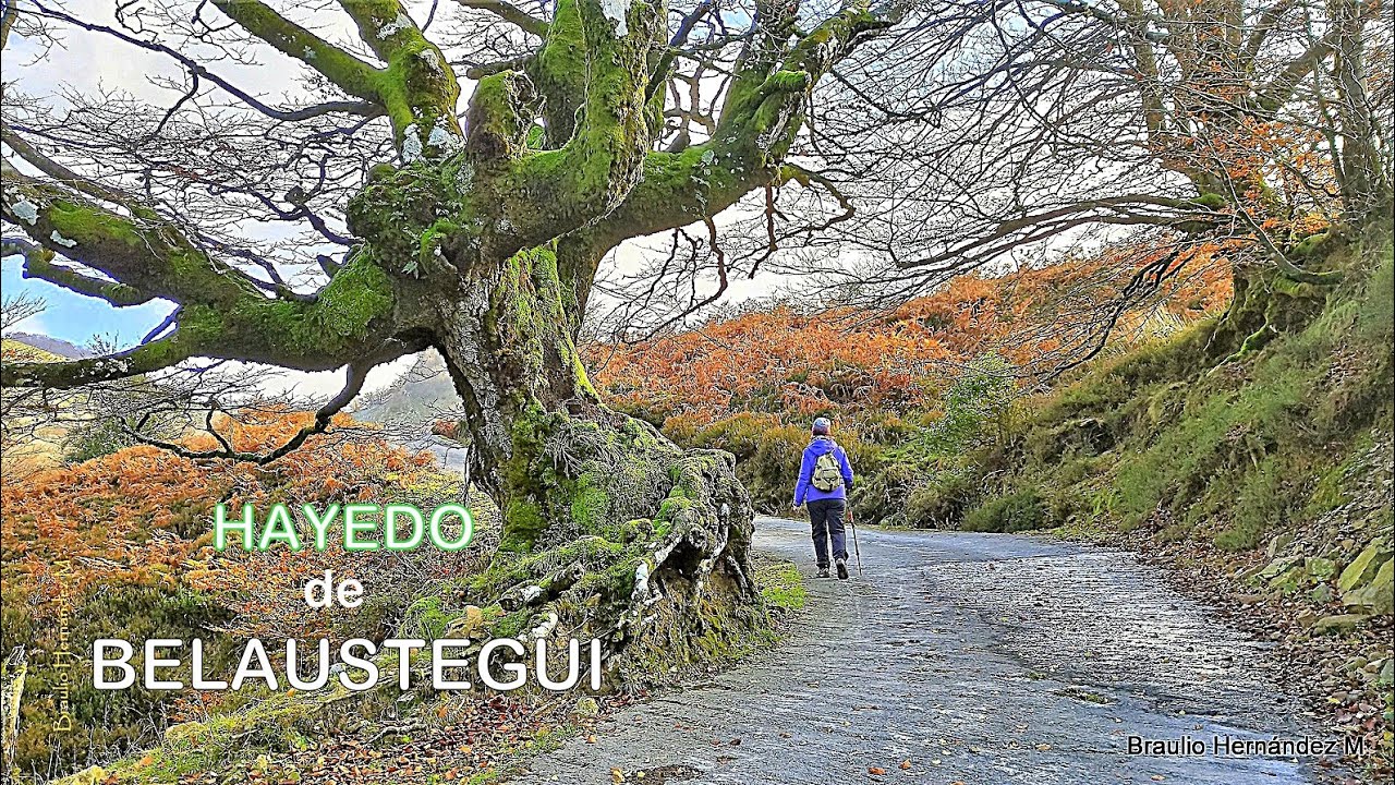 Hayedo de Belaustegi, Orozko (Bizkaia) - Parque Natural del Gorbeia.