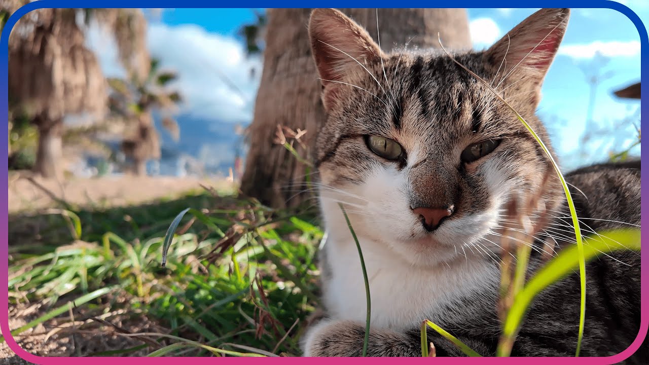 Kitty Has Already Eaten And Is Getting Vitamin D Under The Tree [4К 60FPS]