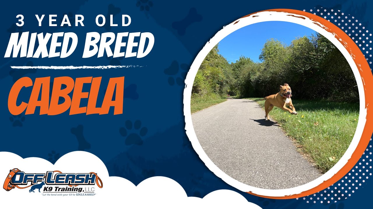Unleash the Power of Training: Cabela's Journey