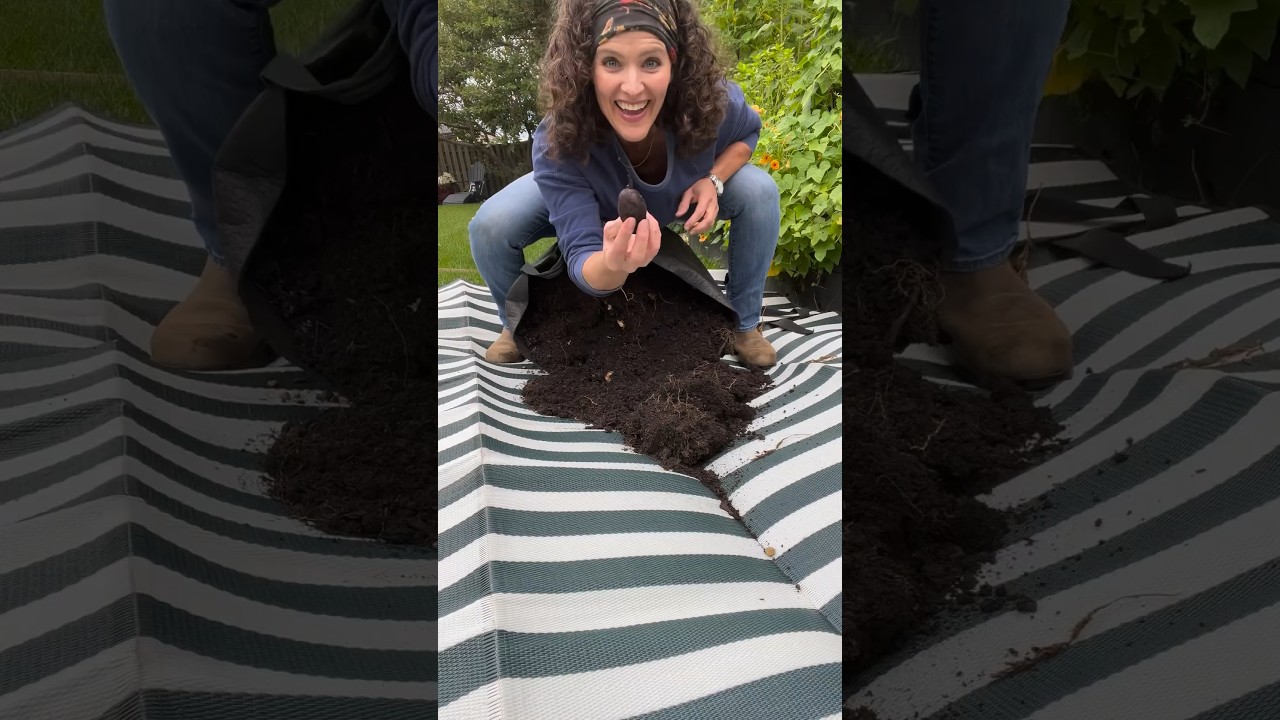 Growing Potatoes in Smart Pots! #shorts #smallspacegardening