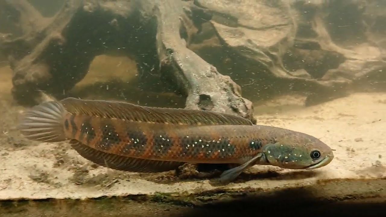 Channa asiatica red stripe after winter period
