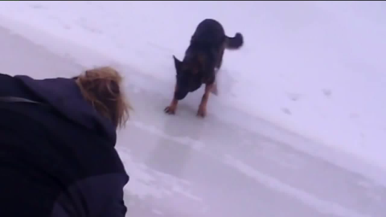 Dog rescued from thin ice