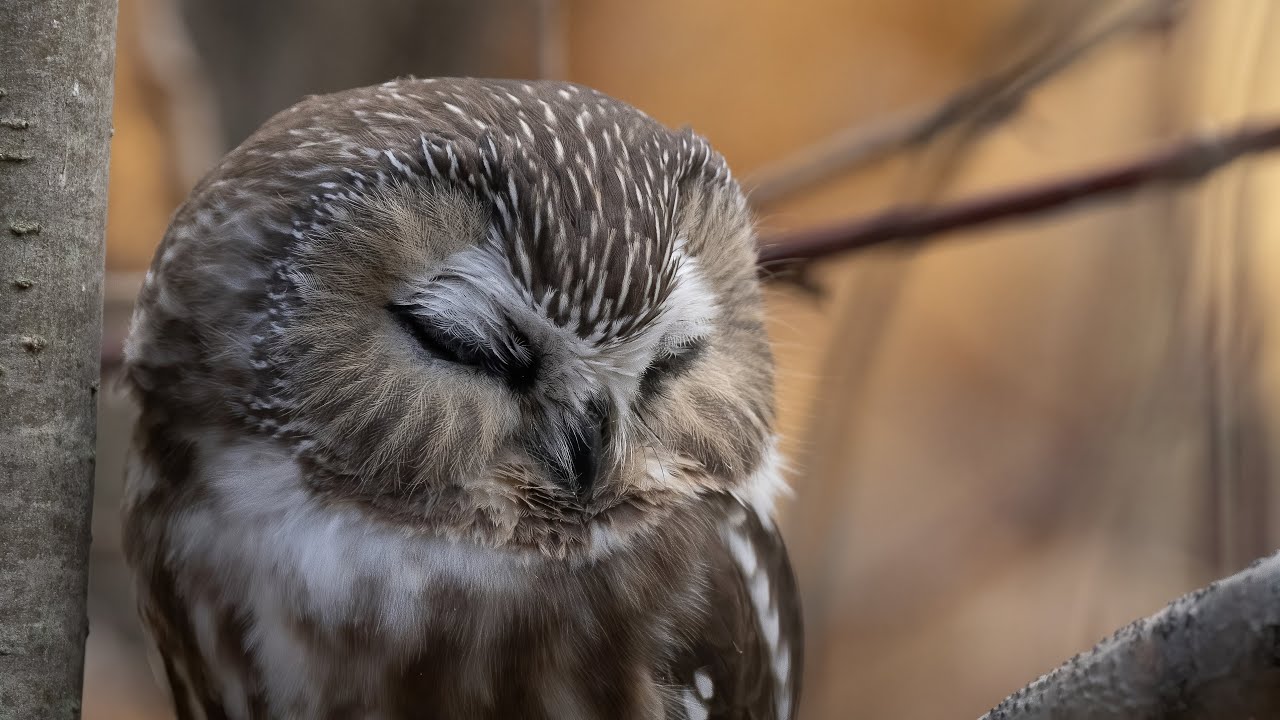 Hiboux /Owls