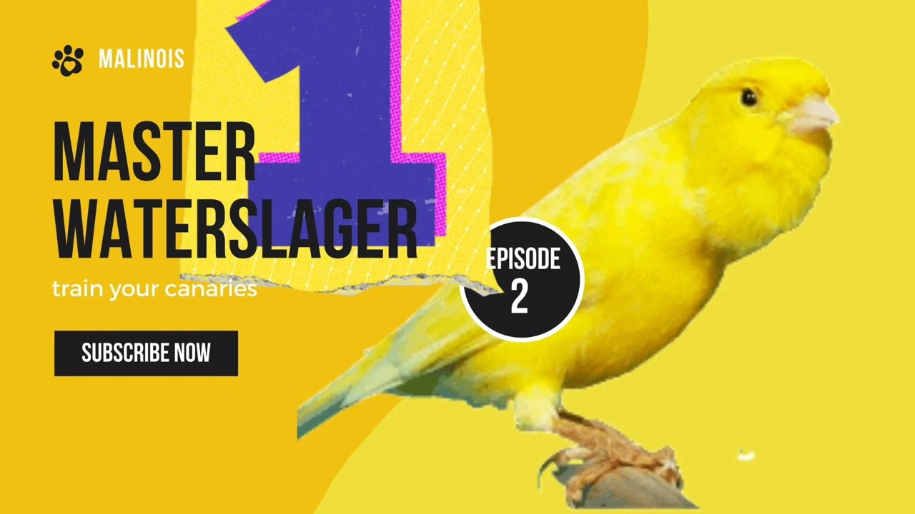 Malinois Waterslager Canary Training Song Master episode 2 وتر سلاجر مالينوا