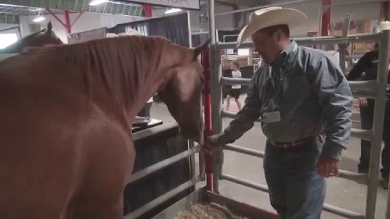Horse breed 101 - The American Quarter Horse
