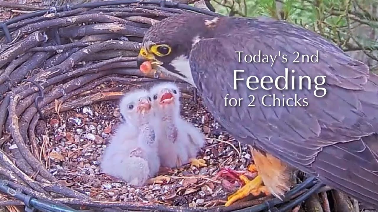 #2🦅🐥4°🐥4°／Falcon Nest 2025🇬🇧 Forestry England South Forest District／Powerd by WildlifeWindows
