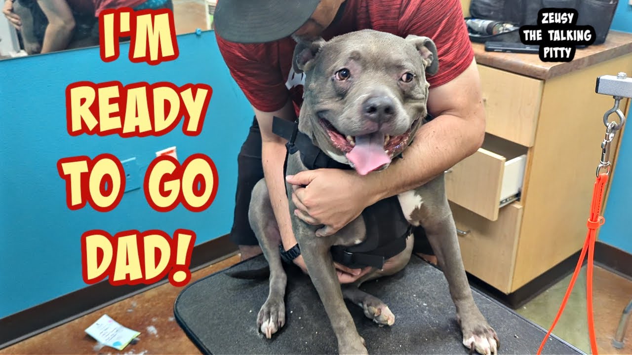 Talking Pitbull Freaks Out While Getting His Nails Clipped! Does Your Dog Have This Issue?!