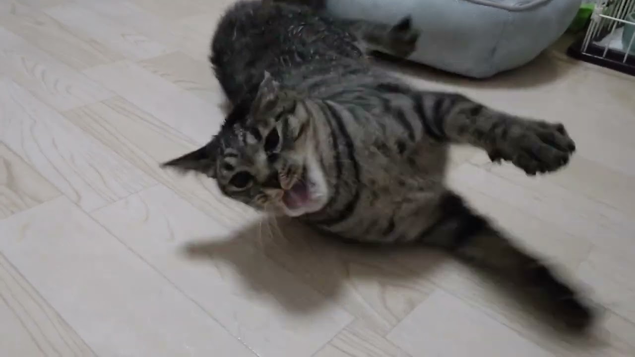 ※閲覧注意 ルルのてんかん発作の様子 対応は概要欄に　*Caution: Epileptic seizures in a cat