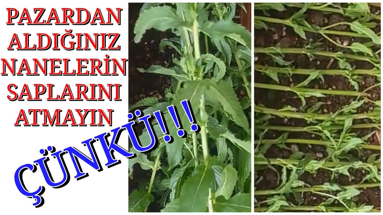 Bu Yöntemle, Balkonda, Saksıda Her Yer Nane Olur