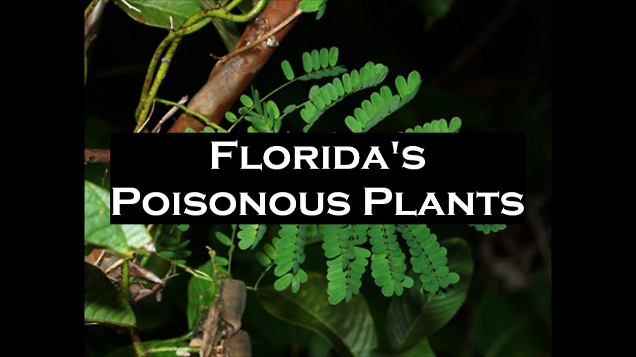 Florida's Poisonous Plants