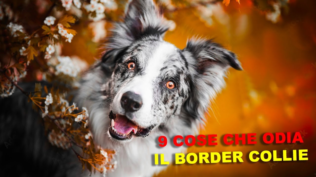 9 cose che odia il BORDER COLLIE