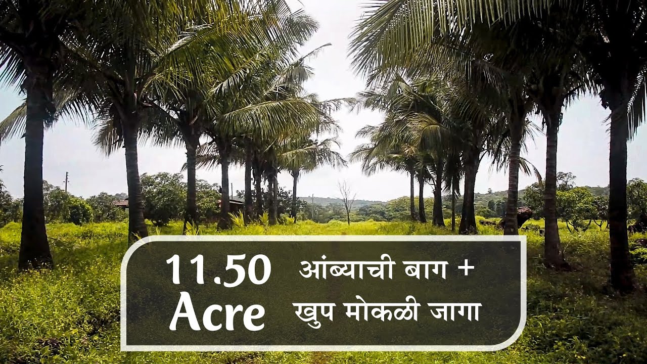 (Property Sold) 11.50 Acre Mango Farm For Sale in Chafe, Ratnagiri.