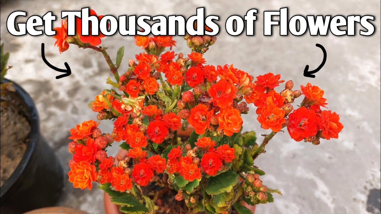 Secret to Get Thousands of Flowers from Kalanchoe Plant/ Kalanchoe Plant Care/ Potting Soil Mix