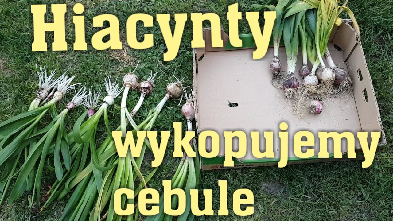 Hiacynty - wykopujemy cebule hiacynt&oacute;w.