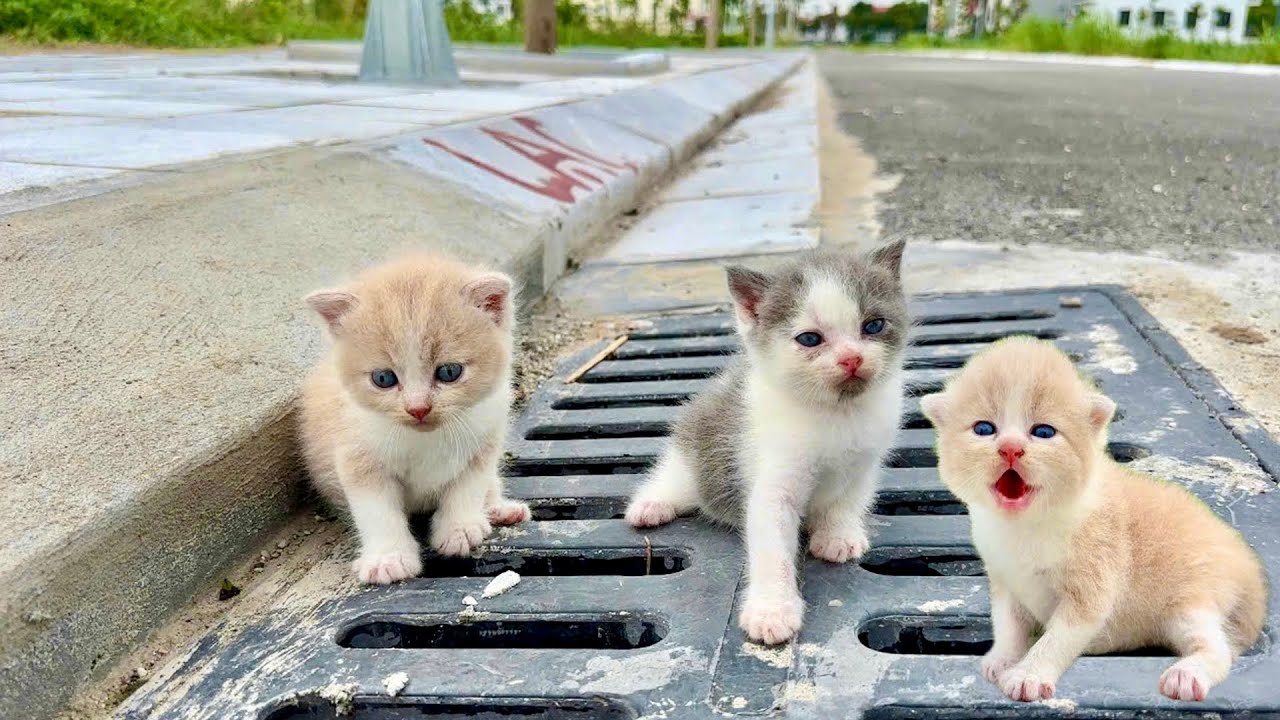 kittens meow in green space, cute and mischievous kittens after being rescued, kitten a real home.