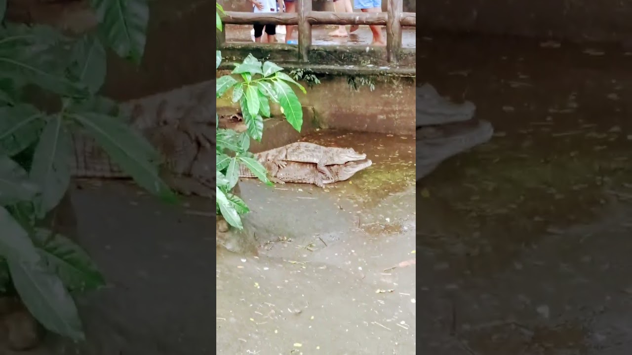 WildLife 
