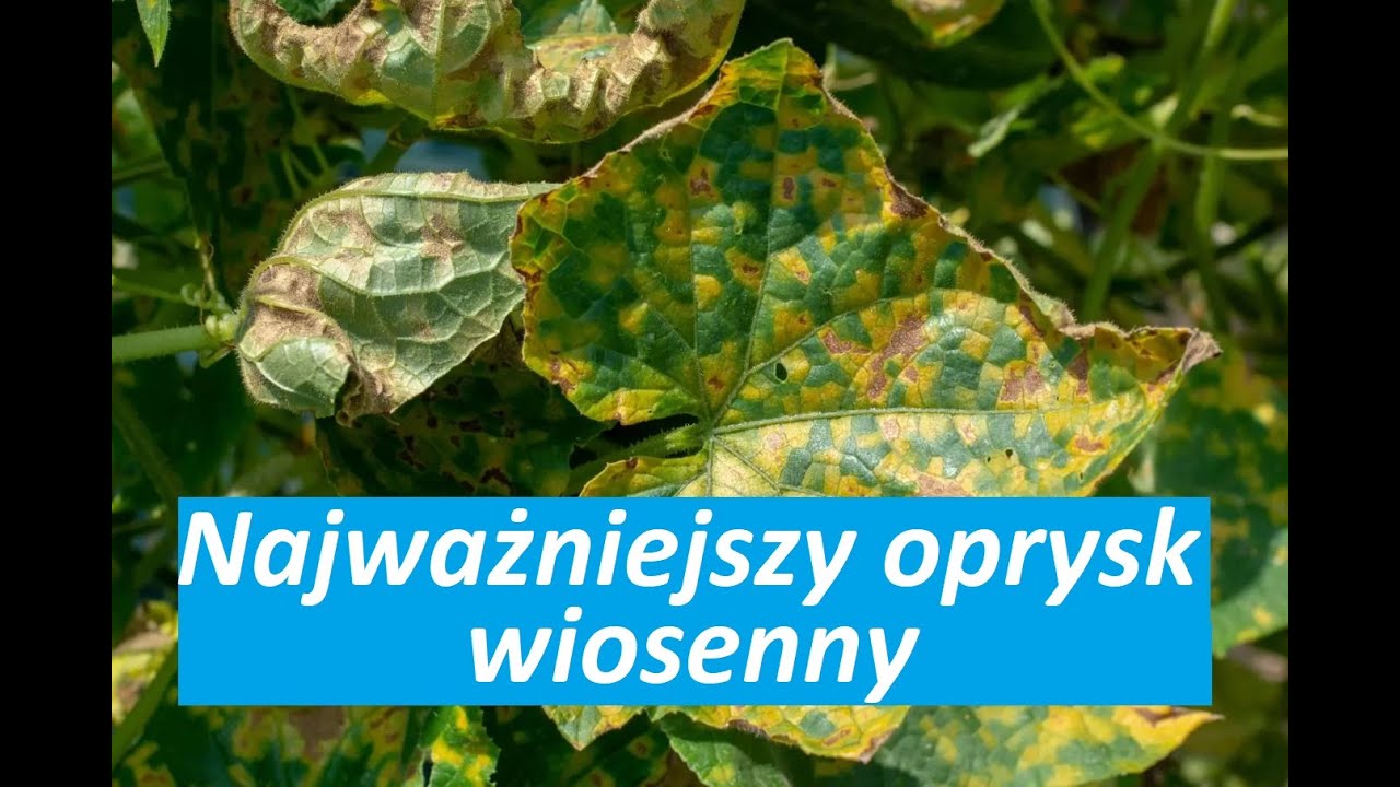 Bardzo ważny oprysk na wiosnę, miedzian w marcu, jabłoń, brzoskwinia, czereśnia, pomidor, ogórek