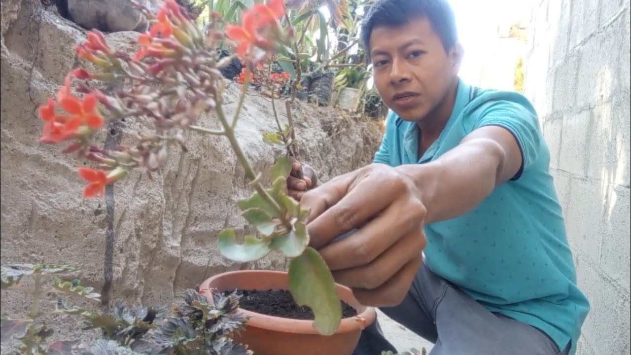 Así se reproducen los Calanchoes! Pasó, a pasó.😱😍🌱🌺