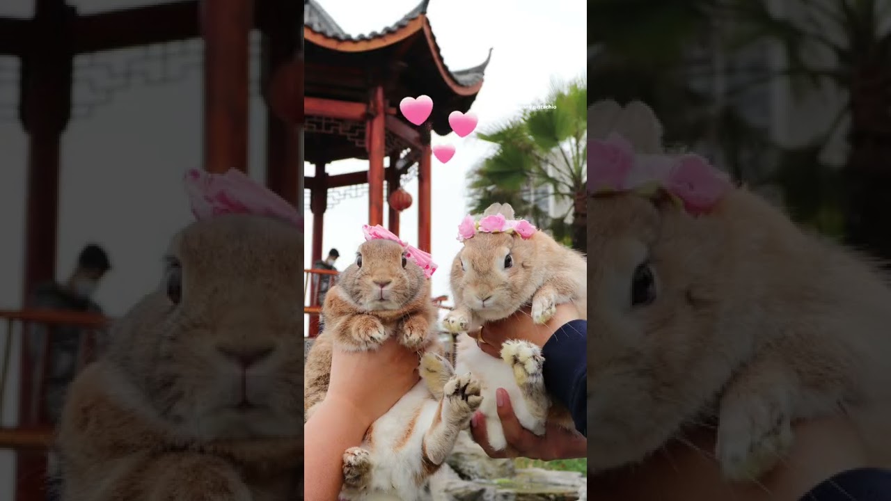 Conejitos de paseo en el parque 🌸 ~ Pistachio y Baby Mochi los conejitos