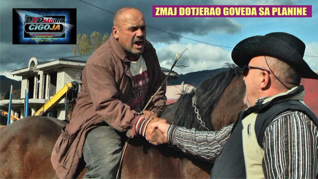 - ZMAJ DOTJERAO GOVEDA SA PLANINE U SIPOVO DOCEKAO GA MIRKO SMANJA Vieh vom Berg in die Stadt