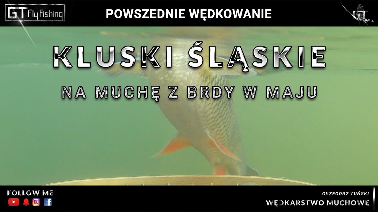 Klenie na muchę z Brdy