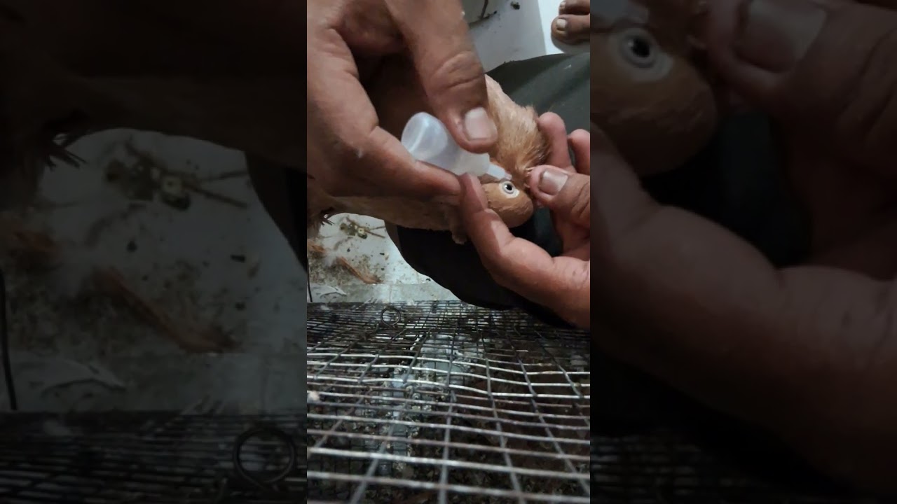 kabutar ke lakwe ki vaccine, lasota, kaburat ki vaccine kese kare ?#petsvlogs #kabutar #pets#lakwa