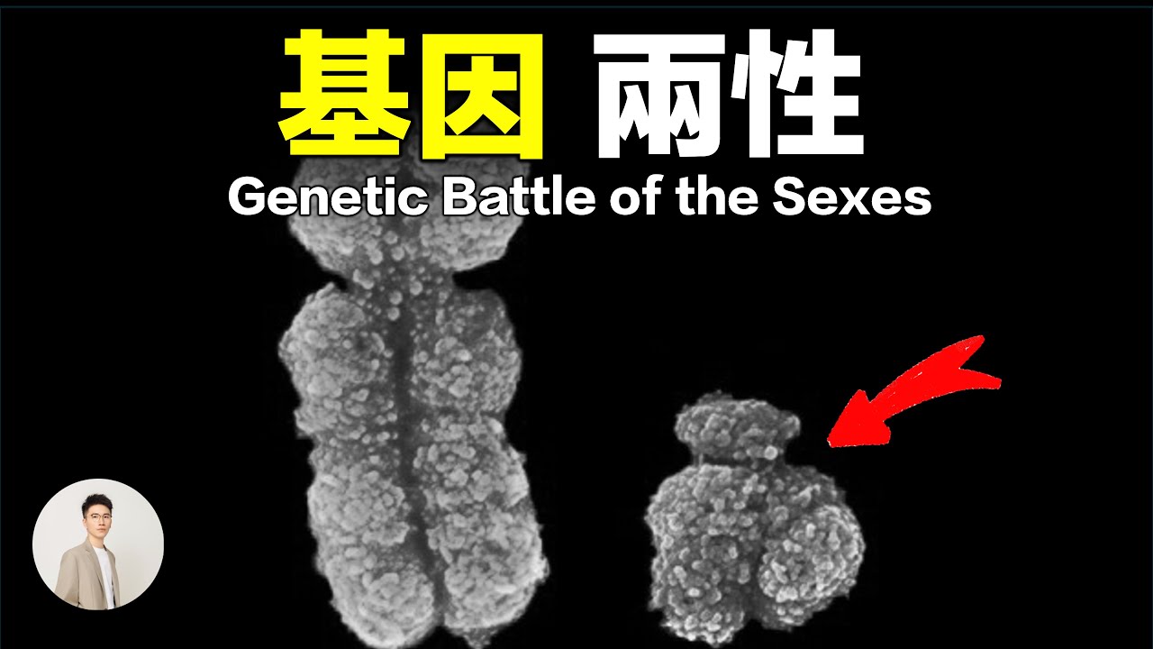 為什麼懷孕會讓媽媽高血壓？女性是如何排斥男性基因的？｜鹿哥Gustav