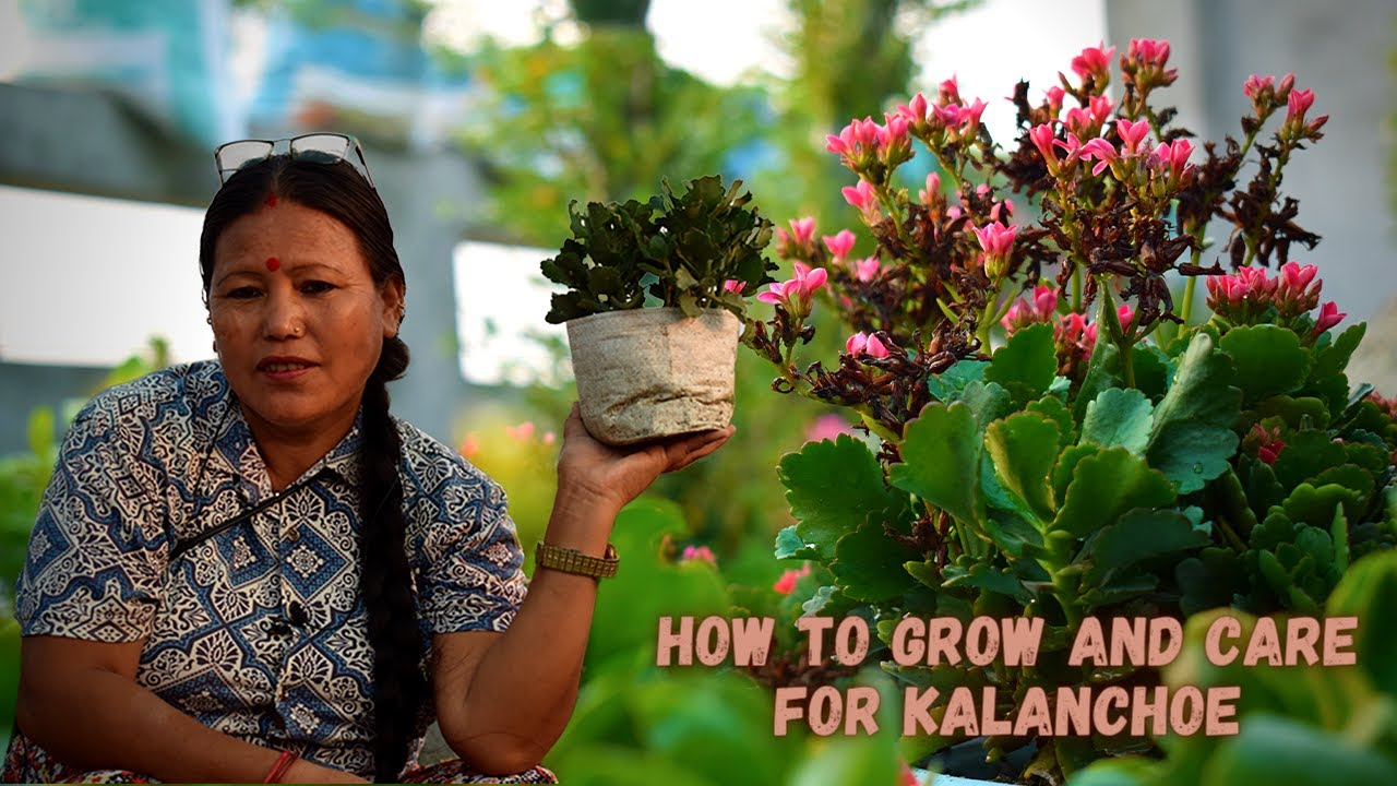 How to Grow and Care Kalanchoe For Next Season I Kalanchoe Plant Care I Pabitra Garden